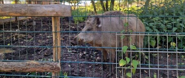 Wilde Tiere in der Stadt